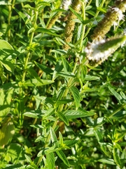 Mentha longifolia polyadena