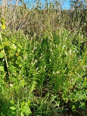 Mentha longifolia polyadena
