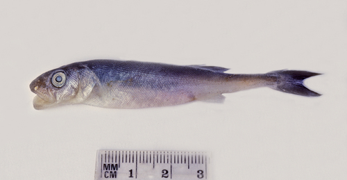 Smalleye squaretail (Tetragonurus cuvieri) — Tetragonuridae — 3