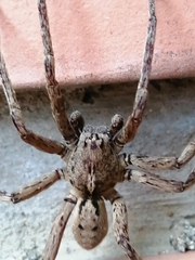 Lycosoidea