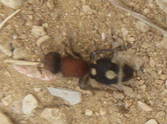 Ronisia brutia