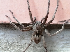 Lycosoidea