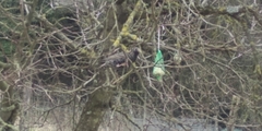 Sturnus vulgaris
