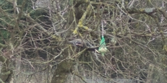 Sturnus vulgaris