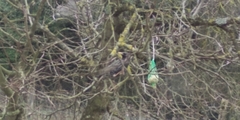 Sturnus vulgaris