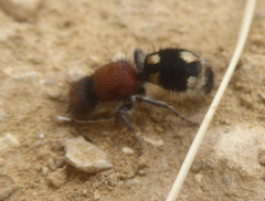 Ronisia brutia