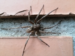 Lycosoidea