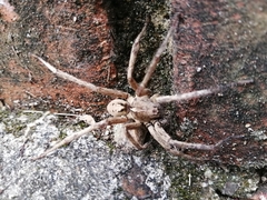 Lycosoidea