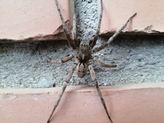 Lycosoidea