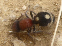 Ronisia brutia