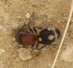 Ronisia brutia