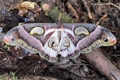 Epiphora albidus