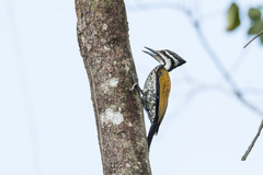 Dinopium javanense javanense