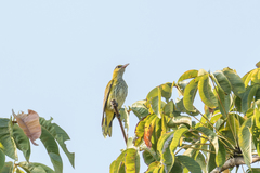 Oriolus chinensis diffusus