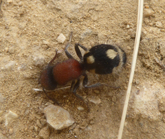 Ronisia brutia