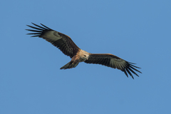 Haliastur indus intermedius