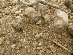 Ronisia brutia