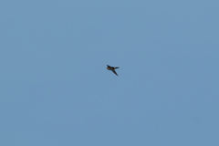 Aerodramus germani