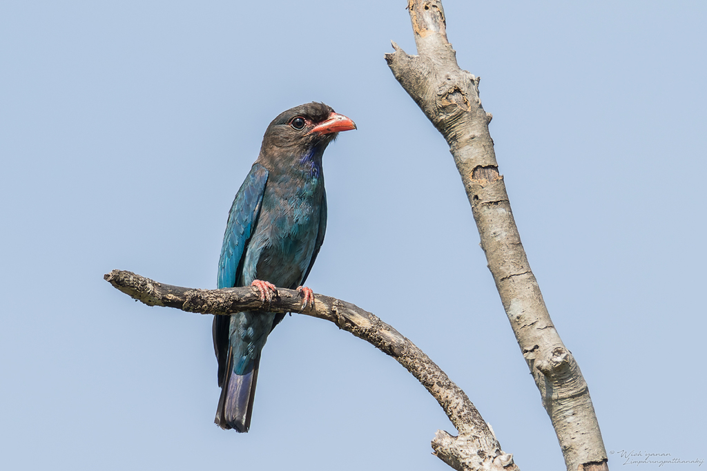 Oriental Dollarbird