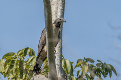 Pernis ptilorhynchus orientalis