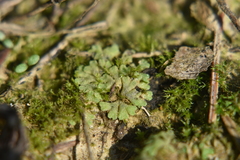 Riccia glauca