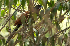Centropus sinensis intermedius