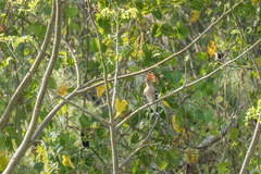 Upupa epops longirostris