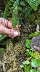 Pleurothallis palliolata