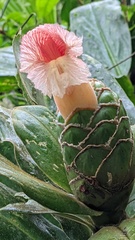 Costus amazonicus