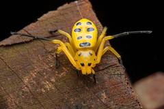 Platythomisus octomaculatus