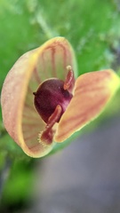 Pleurothallis palliolata