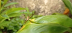 Argiope argentata