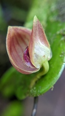 Pleurothallis palliolata
