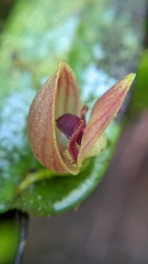 Pleurothallis palliolata