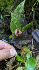 Pleurothallis palliolata