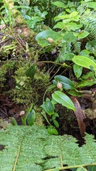 Pleurothallis palliolata