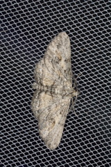 Pachyplocia griseata