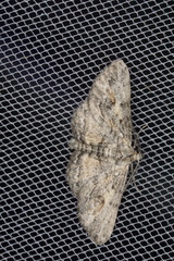 Pachyplocia griseata