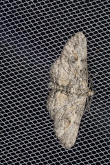 Pachyplocia griseata