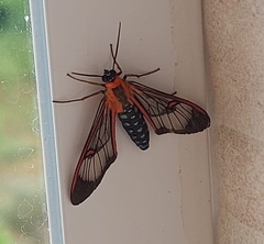 Cosmosoma cingulatum