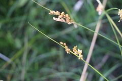 Juncus imbricatus