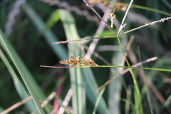 Juncus imbricatus