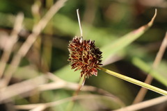 Cyperus reflexus