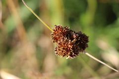 Cyperus reflexus