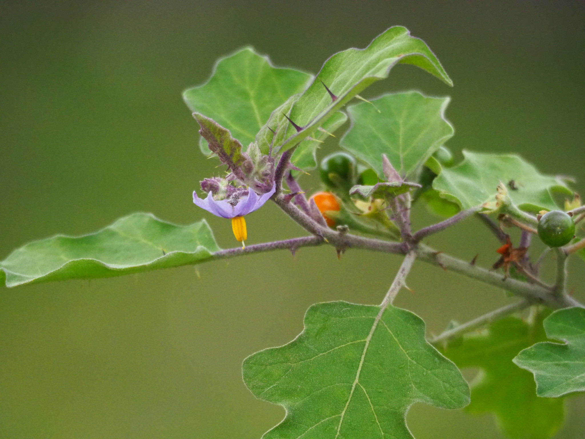 Solanum violaceum