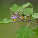 Solanum violaceum - Photo no hay derechos reservados, subido por 葉子