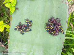 Oncopeltus orourkeae