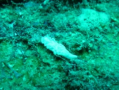 Glossodoris pallida