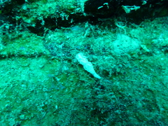 Glossodoris pallida
