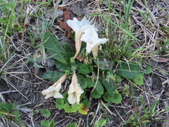Ruellia morongii